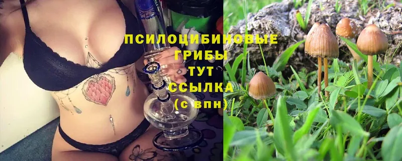 где продают   Зубцов  Галлюциногенные грибы Psilocybe 